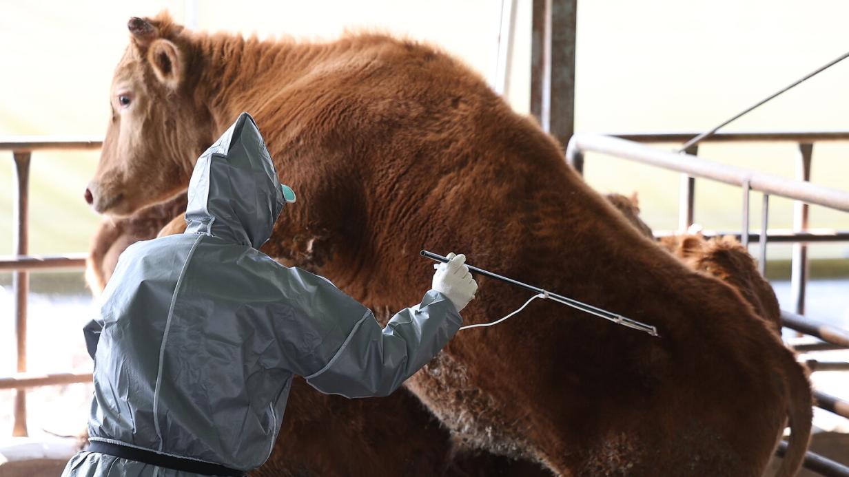 “Sehr großes Problem”: Hochansteckende Tierkrankheit in Nachbarländern “Sehr großes Problem”: Hochansteckende Tierkrankheit in Nachbarländern