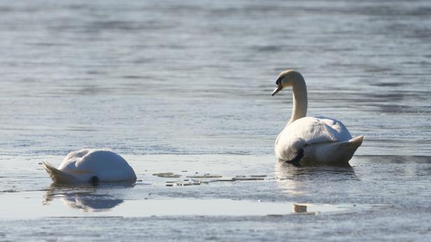 200 Schwäne gegen Kärntner Landwirte: Schwan-Plage in St. Kanzian 200 Schwäne gegen Kärntner Landwirte: Schwan-Plage in St. Kanzian