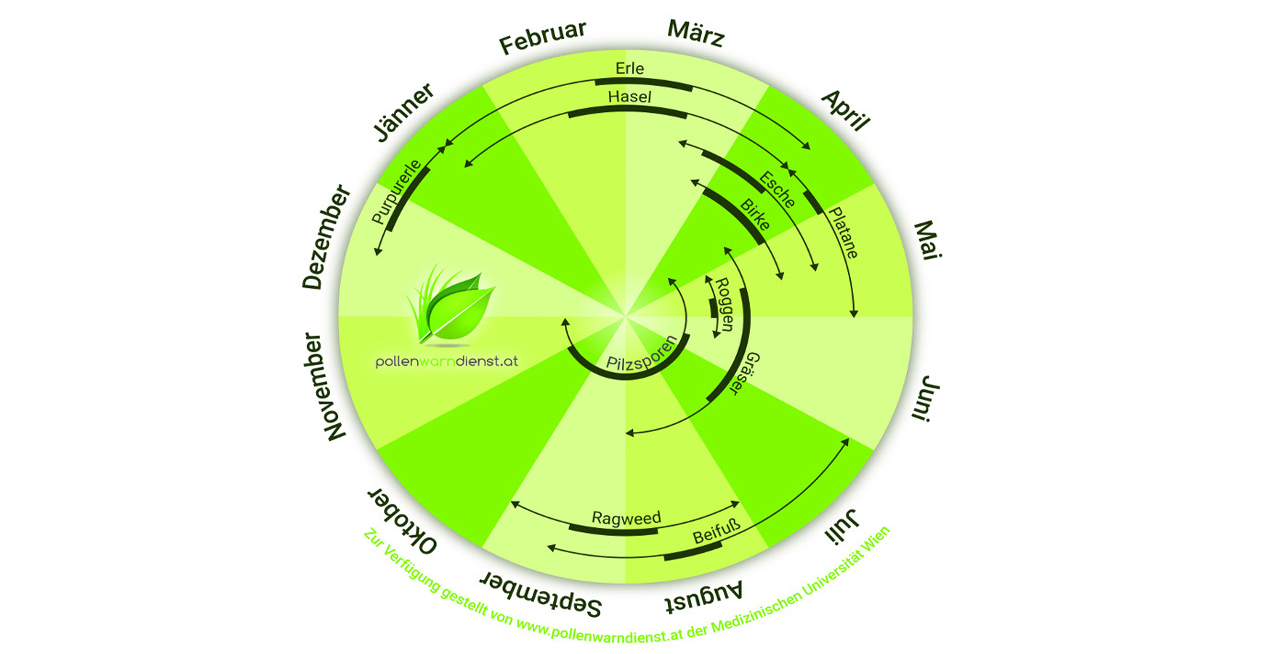 Allergiker: Gräserpollen werden heuer intensiver Allergiker: Gräserpollen werden heuer intensiver