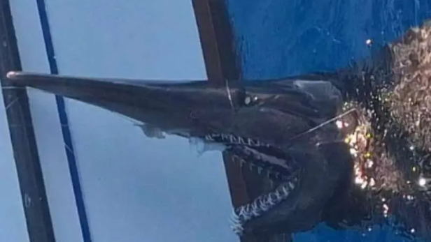 Angler stoßen auf “lebendes Fossil”: Spektakulärer Fang vor Gran Canaria