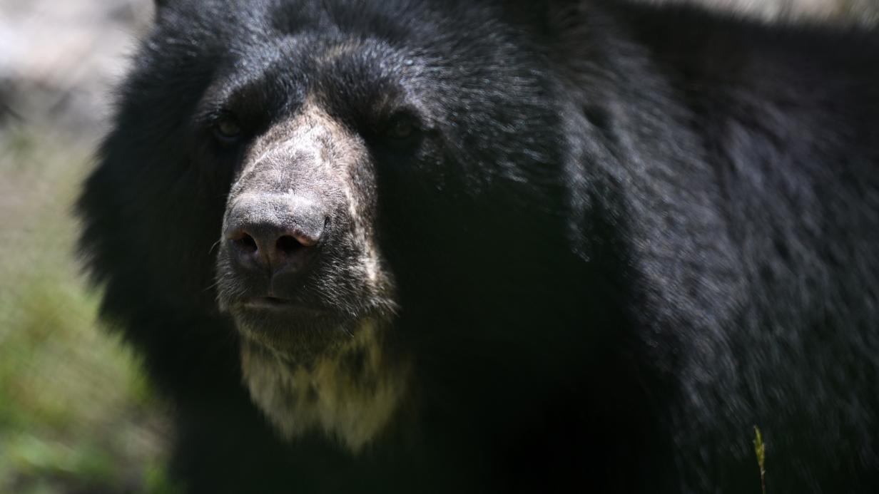 Bären-Mama verletzt Mann auf Firmenareal