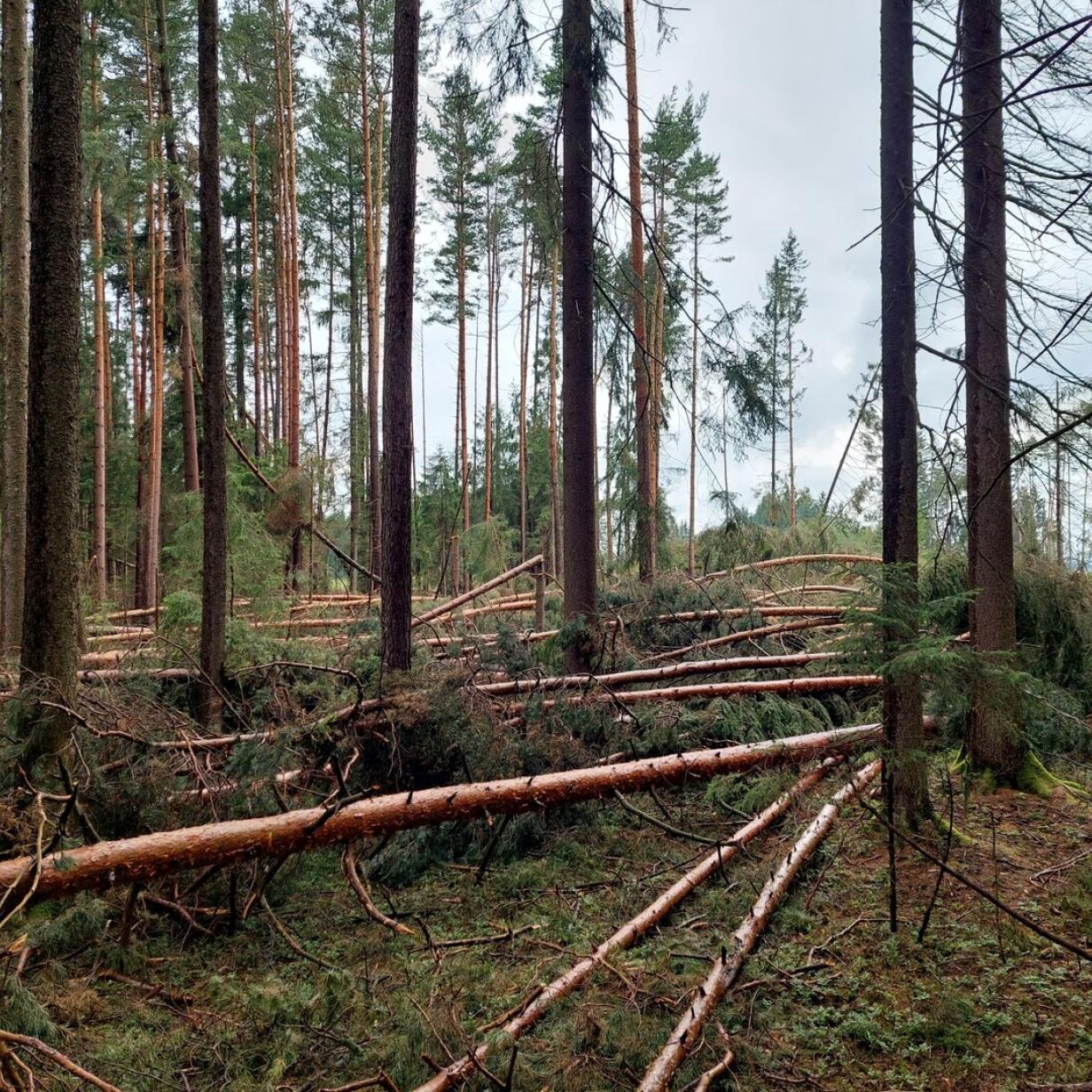 Bundesforste: Drei Viertel der Holzernte war im Vorjahr Schadholz Bundesforste: Drei Viertel der Holzernte war im Vorjahr Schadholz